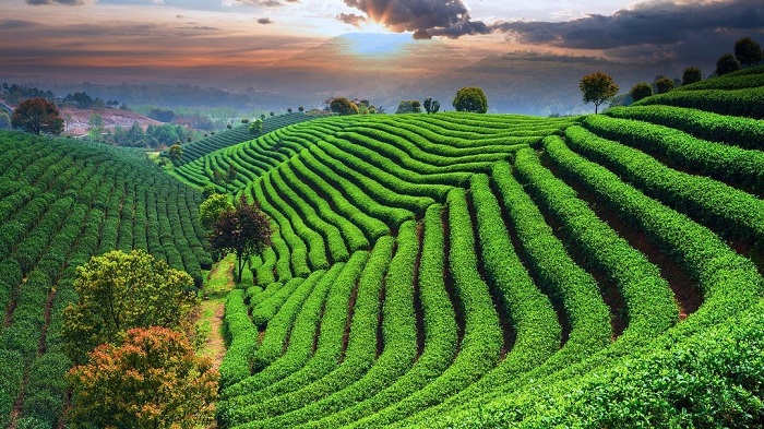 Longjing Tea Village