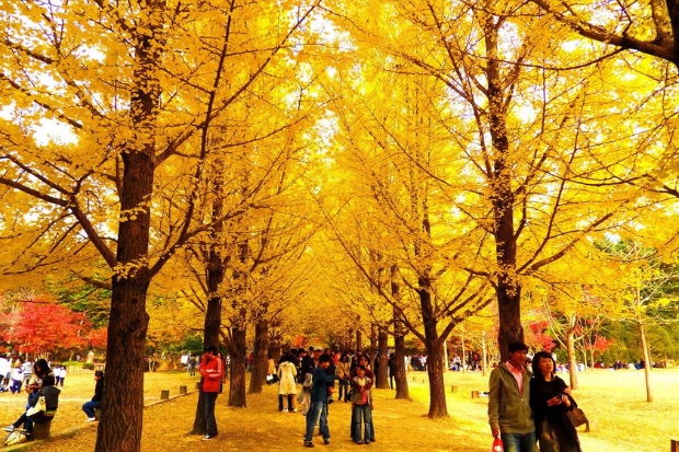 Autumn on Nami Island
