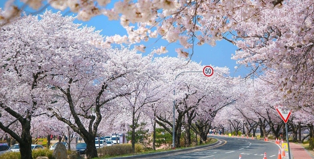 Spring in South Korea