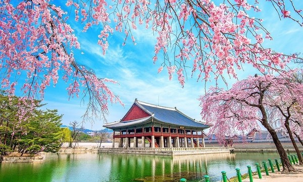 Spring (month 3 - 5): Peak blooming season