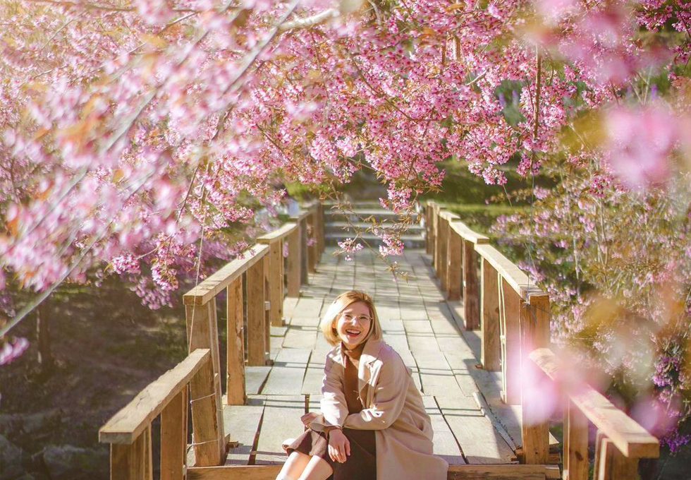 Chiang Mai high season (month 11 - month 2)