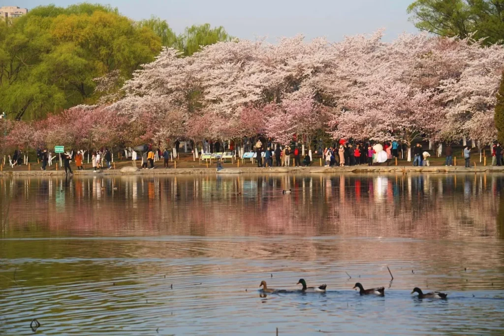 What Is the Best Season to Visit Beijing? Ideal Timing Tips 12 Spring in Beijing (from 3 to 5)