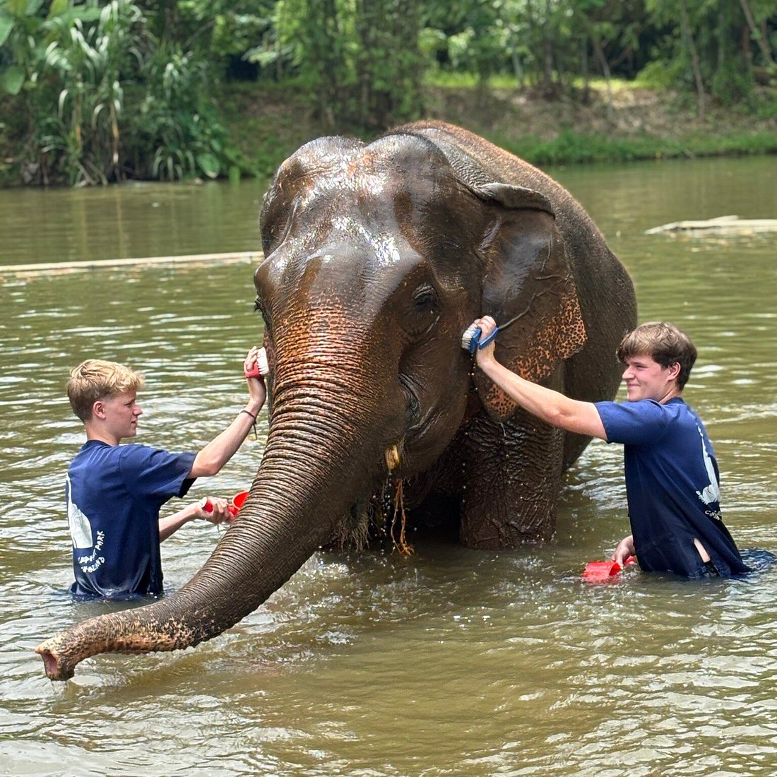 Elephant bathing experience at Baan Chang