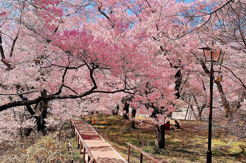 When Is the Best Time to Visit Hong Kong? Ideal Travel Timing 16 Spring is suitable for city walks and flower viewing