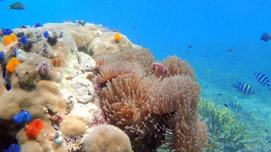 When Is the Best Time to Visit Malaysia? Choose the "Golden" Time for Your Trip 21 Viewing coral at Redang
