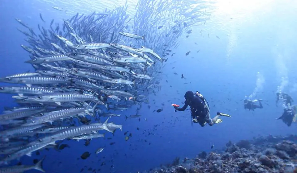 When Is the Best Time to Visit Malaysia? Choose the "Golden" Time for Your Trip 20 Diving at Sipadan